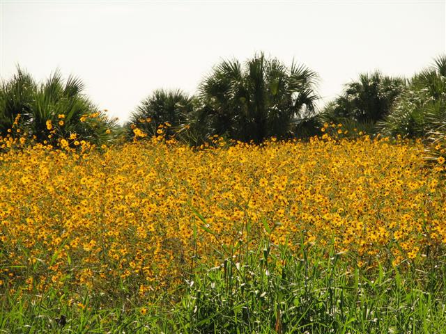 Swamp Sunflower