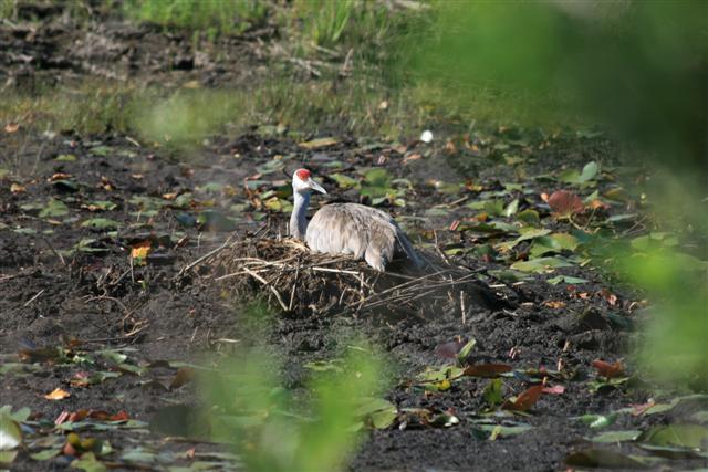 Sandhill crane on nest