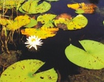 Water Lily