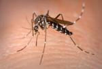 mosquito
