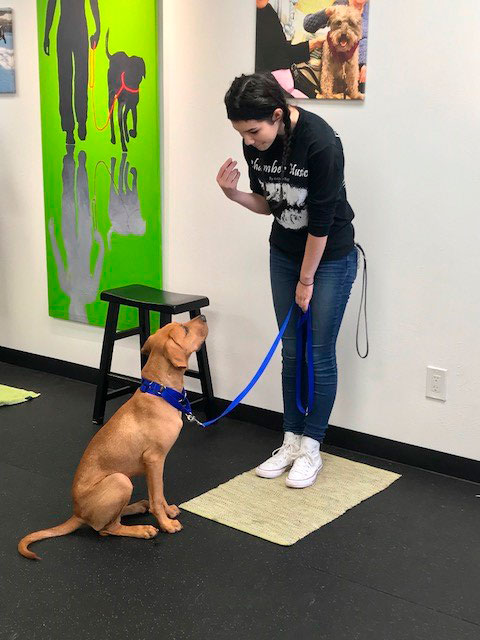 dog training 