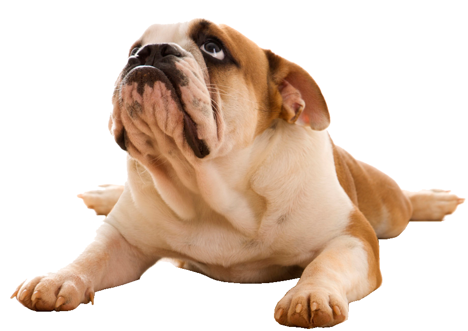sad bulldog